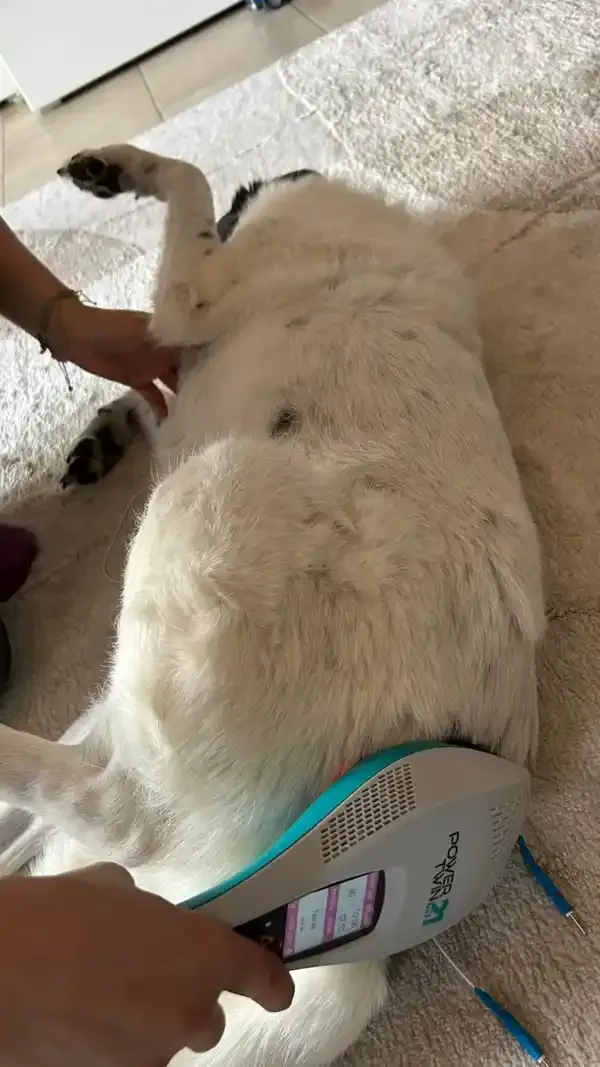 Tiermassage Session 6