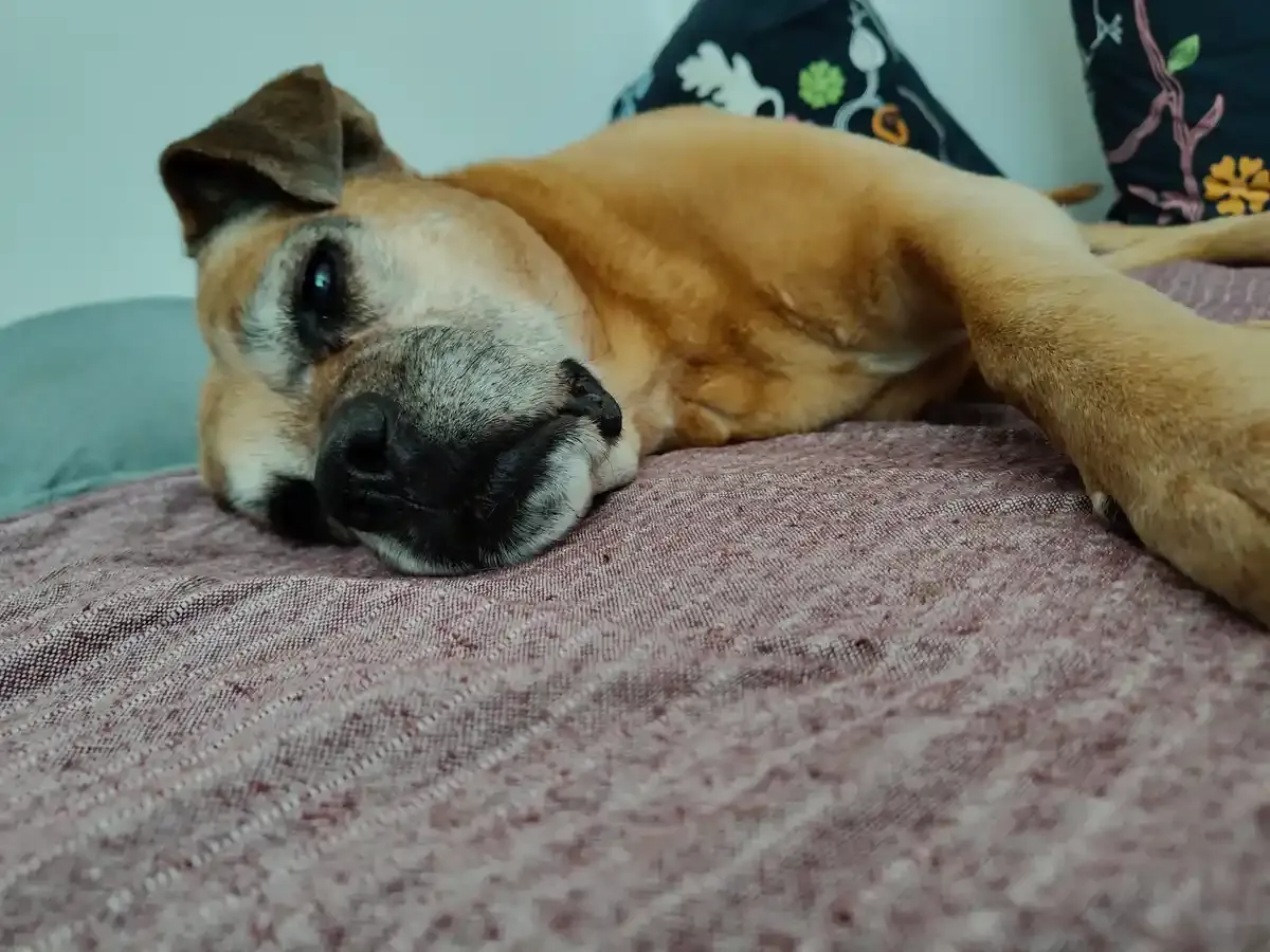 Massage für alte Hunde