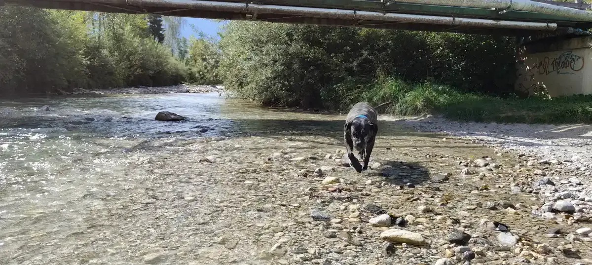 Hundesport und Massage