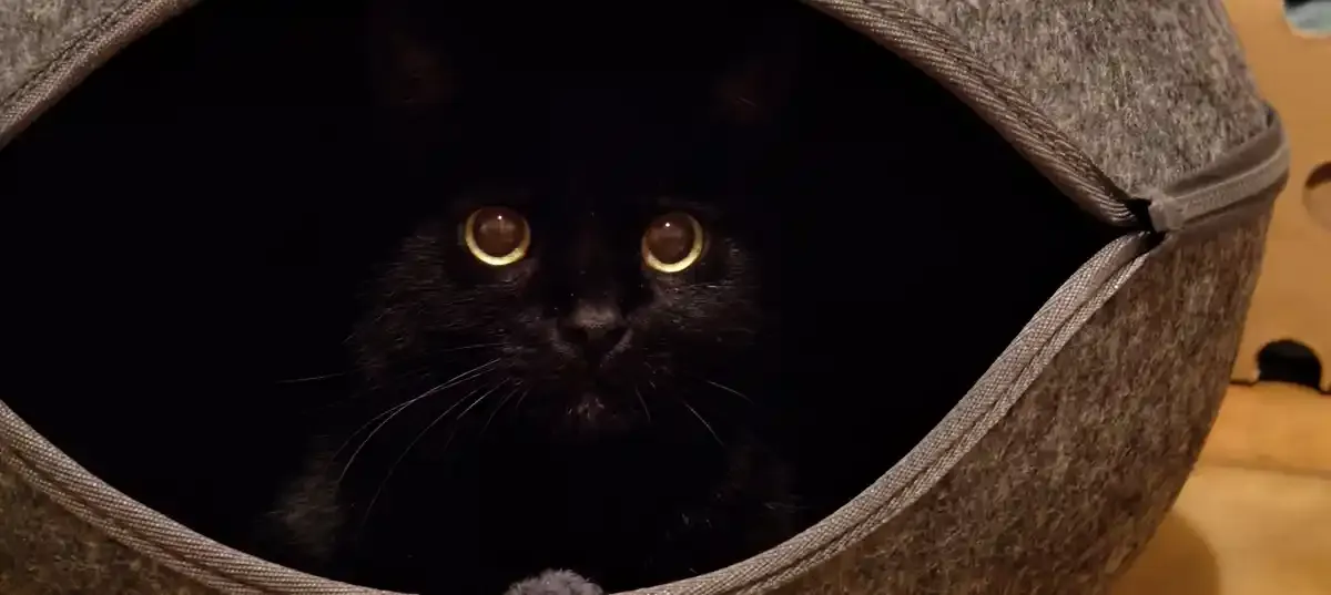 Katzenmassage
