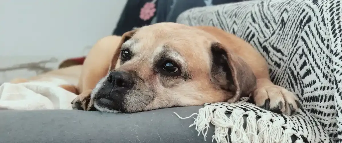Hundemassage