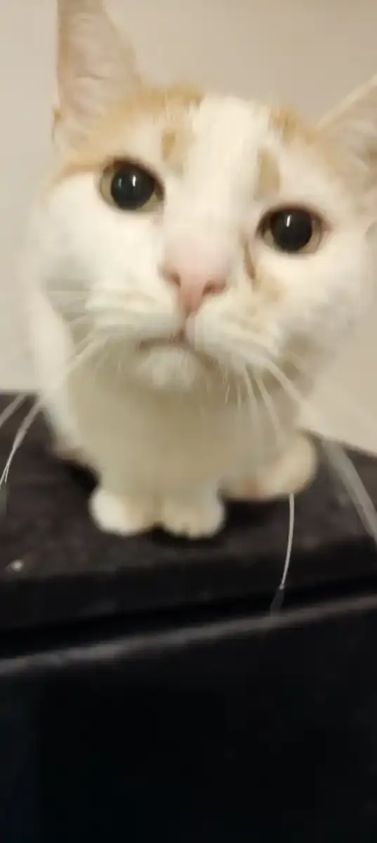 Katze entspannt