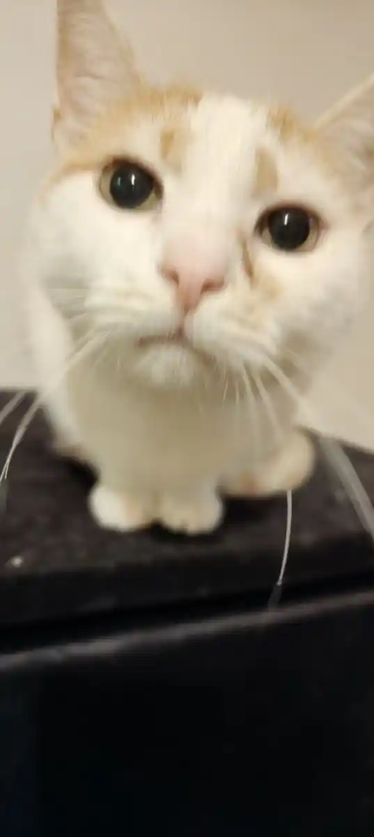 Katze entspannt