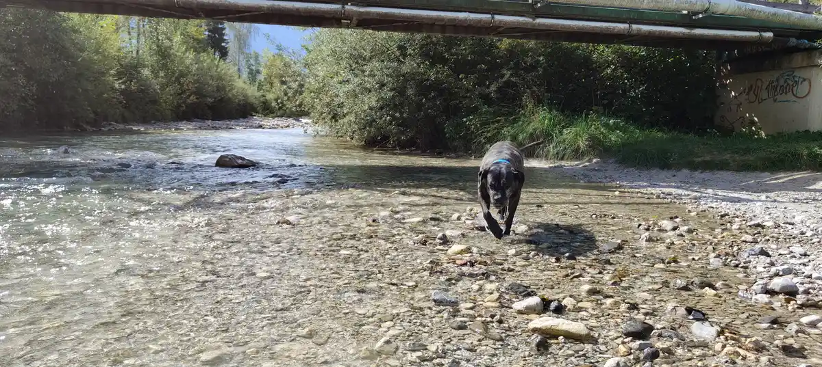 Hundesport und Massage